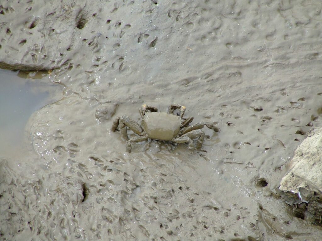 Mud Crabbing