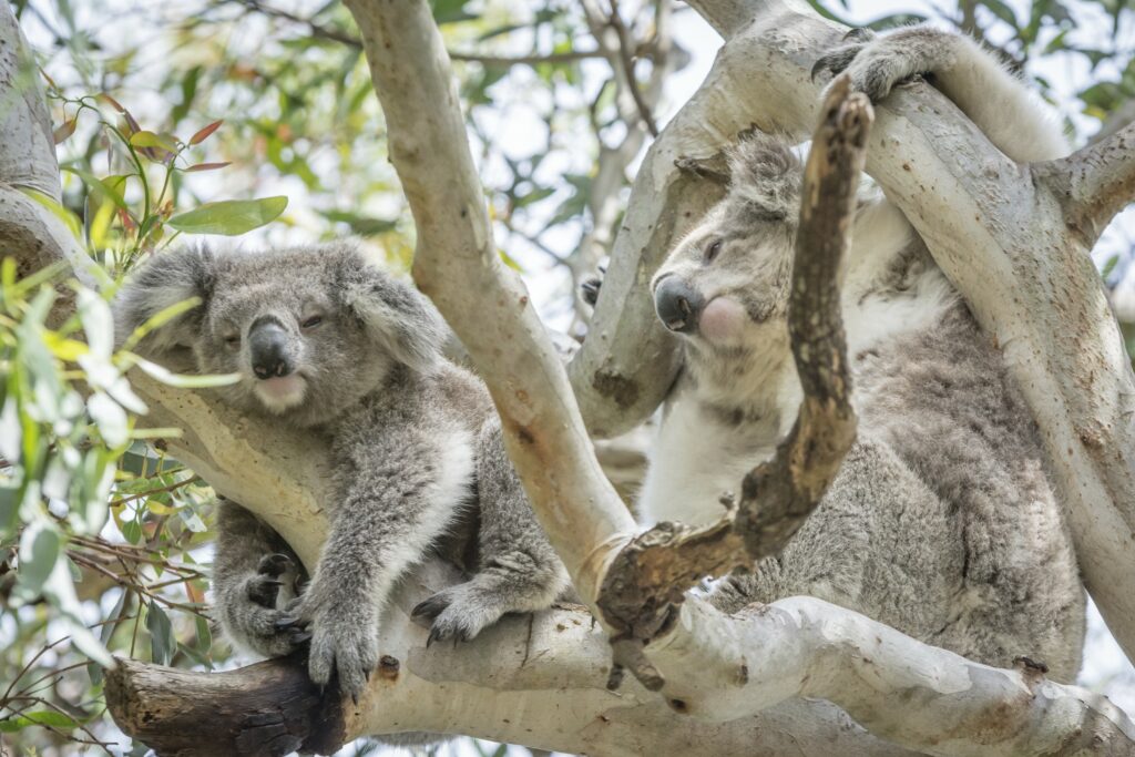 Raymond Island Koala Trail