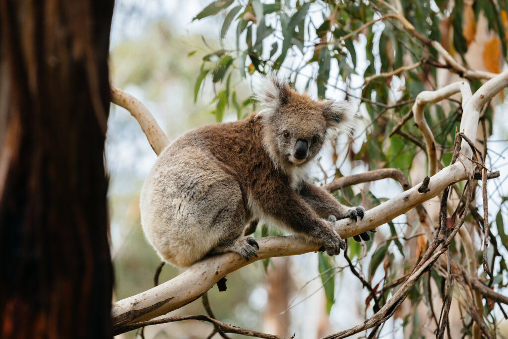 Koala Conservation Reserve