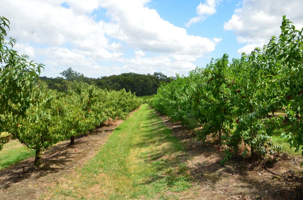 Rayner's Orchards