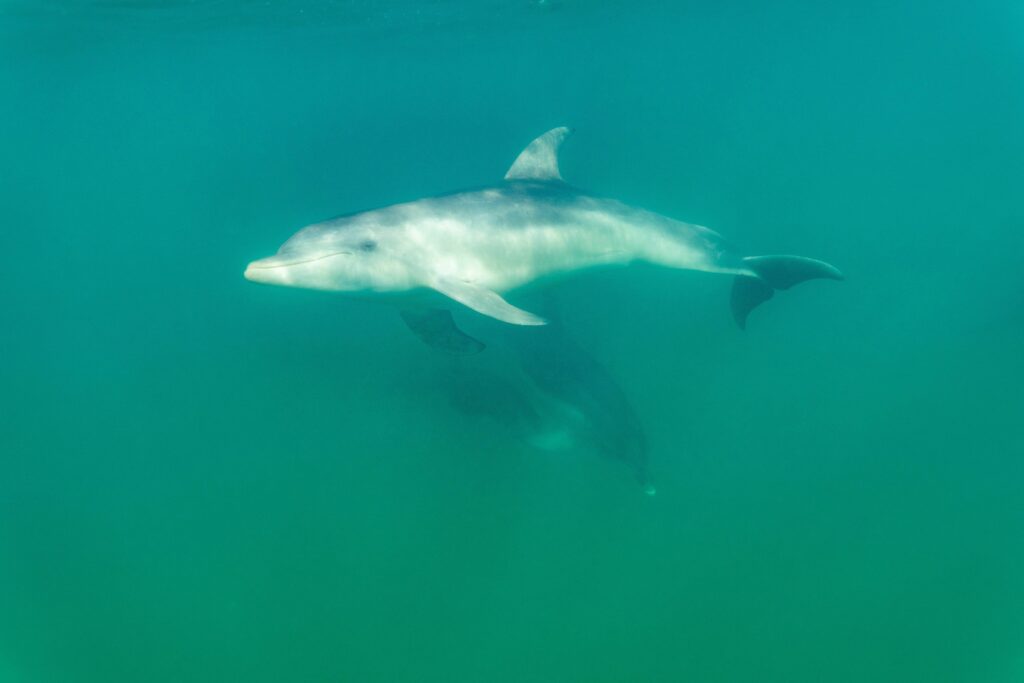 Moonraker Dolphin Swims