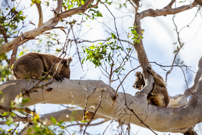 Wild Koalas