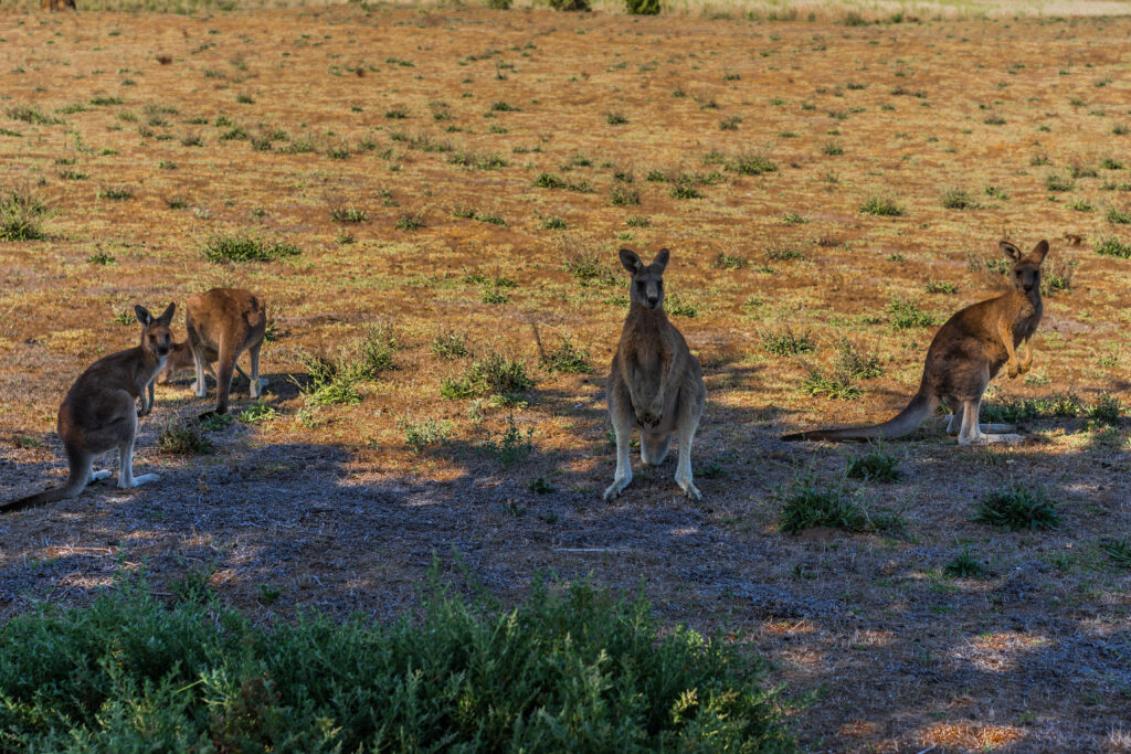 Princetown Kangaroos
