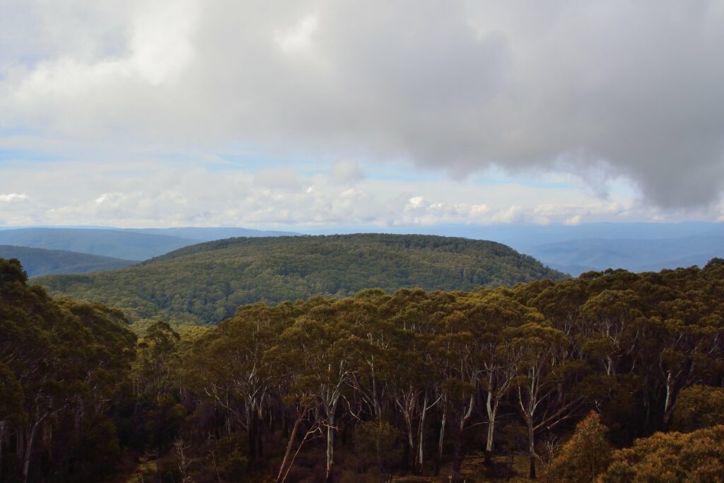 Mt Donna Buang