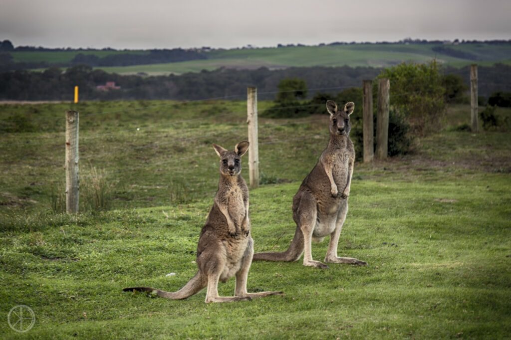 Princetown Kangaroos
