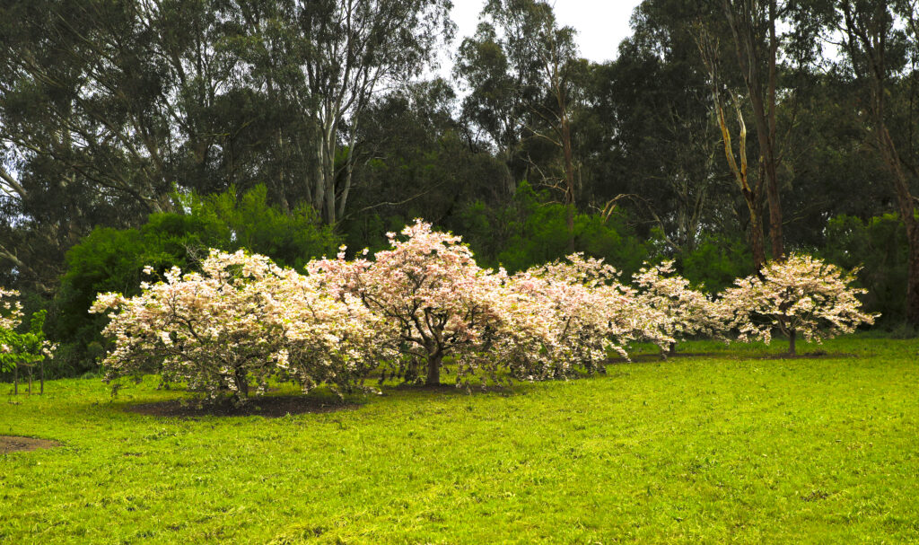Banksia Park Cherry Grove