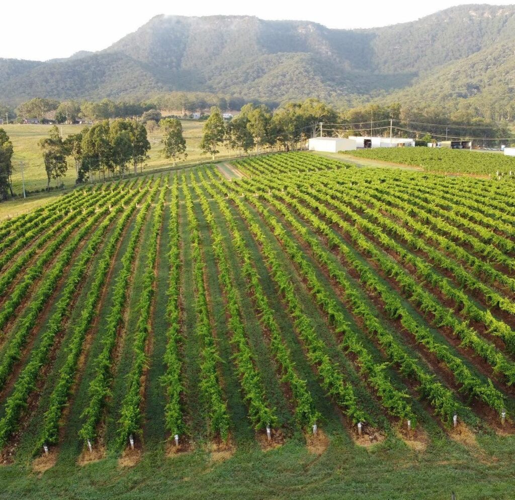 Mount Pleasant Wines