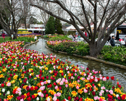 Tulip Time Festival in Corbett Garden